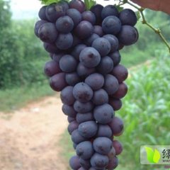 临渭京亚葡萄香甜爽口，品质极佳
