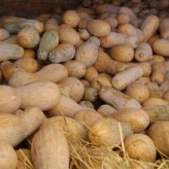 湖北当阳密本南瓜营养丰富，瓜大形美味甜