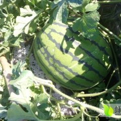 甘南地雷瓜西瓜口感甜爽，耐储存，耐运输