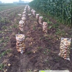 内蒙古多伦县土豆上市，个头大、品相好、质量优