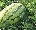 巴林右旗花皮无籽西瓜含糖量高，十斤打底