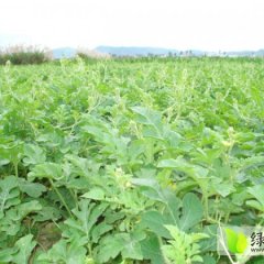 双城京欣西瓜水分多、糖度高