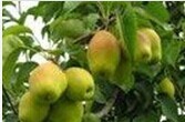 大荔梨果肉白色，肉质细嫩，汁多，味甘甜，香味浓