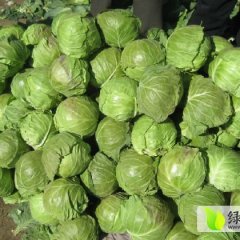 阳曲中甘21甘蓝色泽鲜艳，绿色无公害