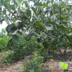 灵宝核桃长势旺盛西闫章建国诚信合作