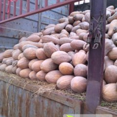 湖南华容兴蔬密本南瓜：宋家嘴蔡阳春