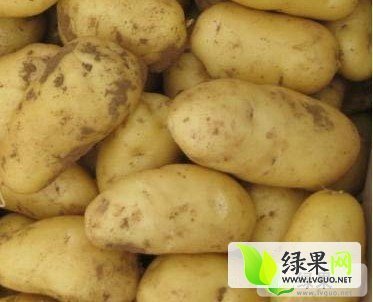 2014年河北围场荷兰七号价格
