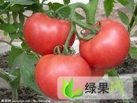 山东东昌府硬粉西红柿绿色无污染，品质优