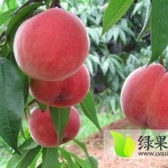 大荔超越桃蜜桃口感好，硬度好