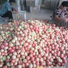 2014聊城西红柿俏销大江南北