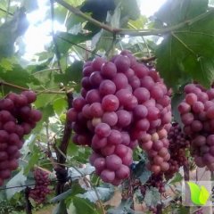 陕西大荔红提葡萄粒大，色艳，味甜