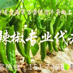 2014凌海辣椒值得出手