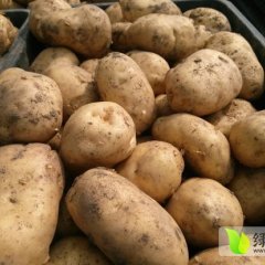 吉林公主岭尤金885土豆皮相好，薯型正，个头均匀