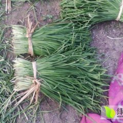 河北丰润平韭2号韭菜墨绿色，味辛辣，口感好