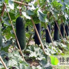 子弹头黑皮冬瓜皮墨绿色，产量高，耐运输