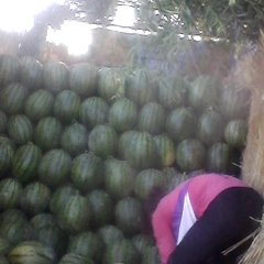 道外地雷西瓜质量优，皮毛好，口感甜