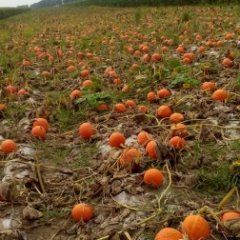 黑龙江双城金红冠南瓜个大形正，果形均匀