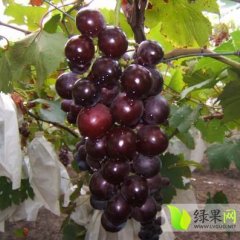 虎丘量大老徐果园8月红提葡萄