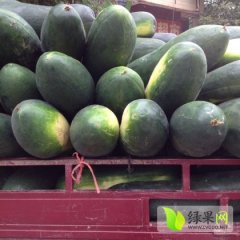 河南中牟子弹头黑皮冬瓜型好，个头大