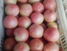 中牟西红柿果型高原型，皮厚，粉红色，口感佳
