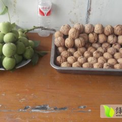 岱岳青皮核桃品质上乘，果形均匀