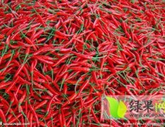 金乡大量辣椒现已正式上市，欢迎选购