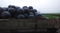 黑皮西瓜个大、皮薄、含糖量高