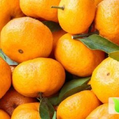 江西寻乌蜜橘柑橘皮薄、色鲜、果型好、质脆化渣