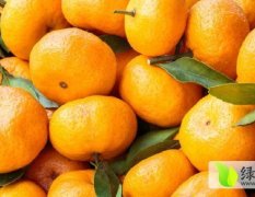 江西寻乌蜜橘柑橘皮薄、色鲜、果型好、质脆化渣