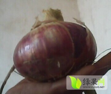 2014年河南宁陵圆葱（卡木一）洋葱价格