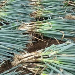 安丘铁杆大葱葱白很大，适易久藏，质量好