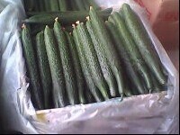 2014年山东莘县德瑞特721黄瓜价格