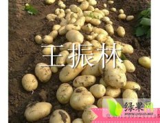 荷兰十五大量上市（0.6-0.7元）