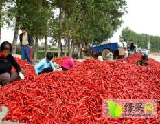 山东成武金农辣椒质量上乘