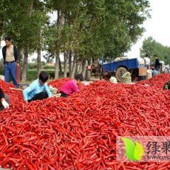 山东成武金农辣椒质量上乘