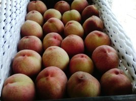 饶阳县城美脆桃蜜桃口感清甜，色泽光鲜