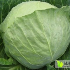 林西大井中甘21甘蓝绿色无公害