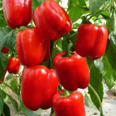 崇礼彩椒皮薄，肉质脆嫩，口感好，品质佳