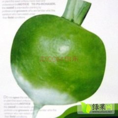 河南汝南日本光头芥菜色泽鲜艳，品质优