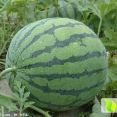 黑龙江地雷瓜西瓜绿色无公害，瓜正圆型