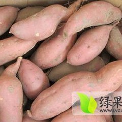 龙署九号红薯产量高，品相好，口感细腻