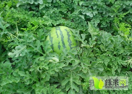 2014年吉林乾安傲霸707价格