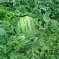 乾安傲霸707西瓜又大又甜，皮毛好，耐运输
