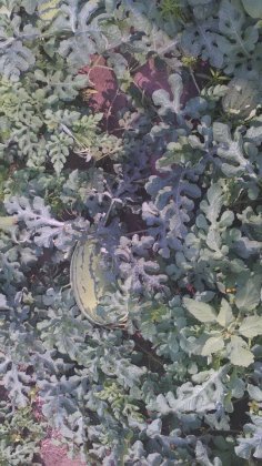 绿纹花皮即将成熟，欢迎订购