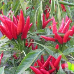 开封辣椒 椒型好，皮薄，辣度高，色泽艳