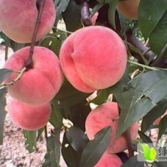 中期西妃桃开始大量上市，个大，色红，口感甜