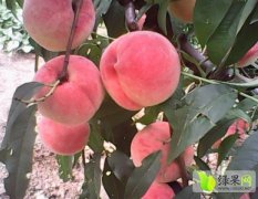 中期西妃桃开始大量上市，个大，色红，口感甜
