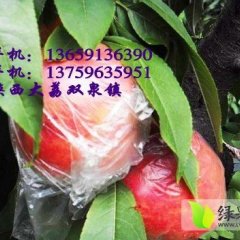 大荔毛桃。葡萄上市