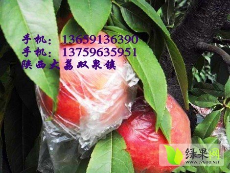 2014年陕西大荔供大荔大型毛桃价格