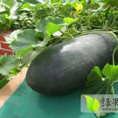 大量供应优质黑皮子弹头冬瓜